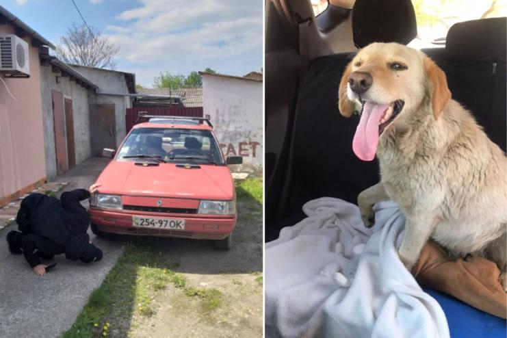 В Ізмаїлі водій авто навмисно наїхав на собаку, що стояла біля узбіччя